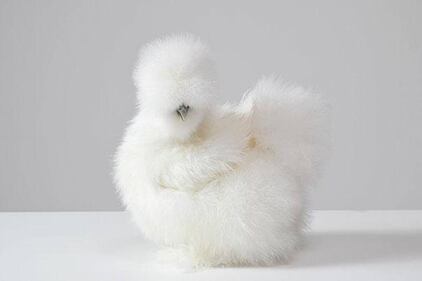 Piume, peli e nuvole: gli animali più morbidi del mondo 12