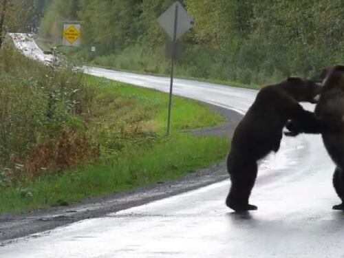 Canada, scontro da due grossi orsi: sorpresa in autostrada