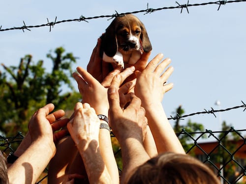 Green Hill, condannati 12 animalisti: pene da 8 a 10 mesi
