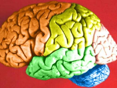 Maschile o femminile? Il cervello è "unisex"