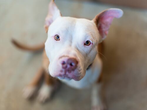 Pitbull afferra bimba per il pannolino e la salva dall’incendio