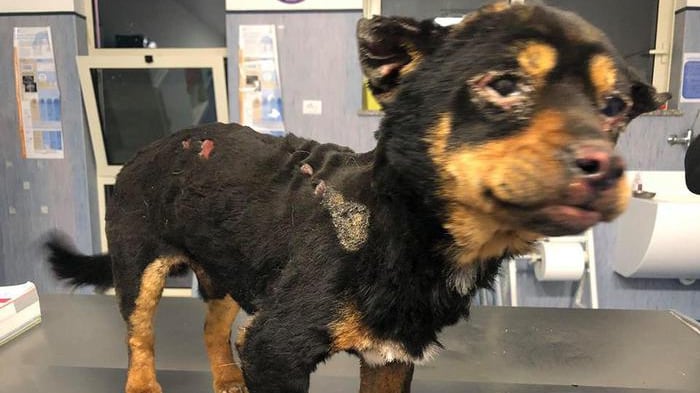 Sassari, cane legato e bruciato vivo da ignoti. Caccia al colpevole