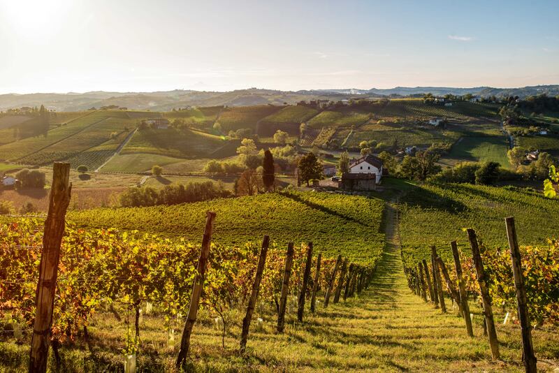 Frasca La Guaragna, le vigne