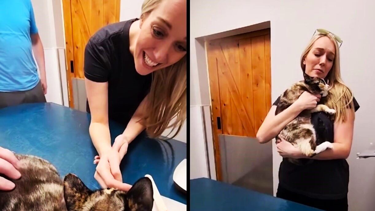 Gatta scomparsa rinvenuta in un pacco Amazon. Salvata dal microchip