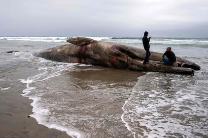 Messico, trovata una balena morta a riva 8