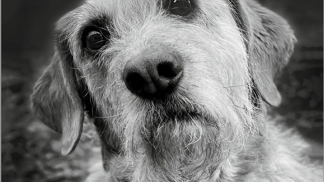 Ruth il cane che parlava con Dio
