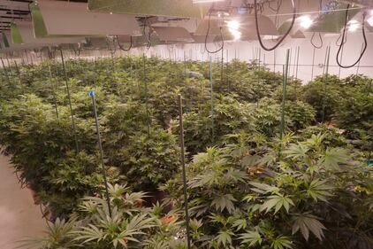 Un negozio di marijuana a Denver 2