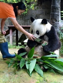 Il parco di Chimelong mette in mostra i panda 2