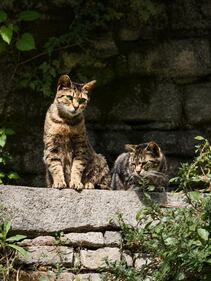 La colonia felina nel palazzo sforzesco di Milano 10