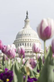 Primavera, trionfo di fiori a Washington 10