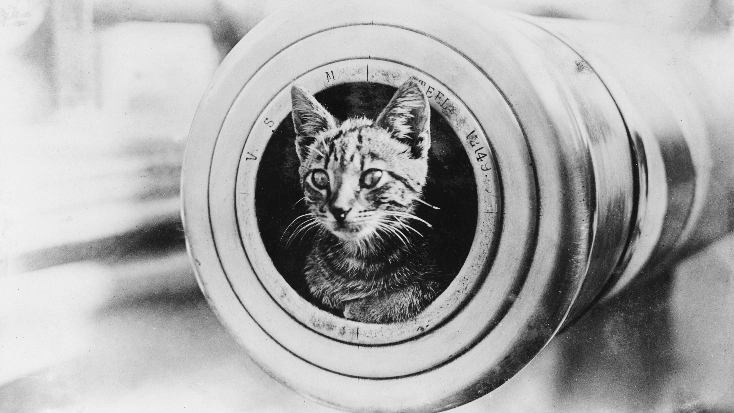 Il mito dei "gatti da guerra" della Marina di Sua maestà