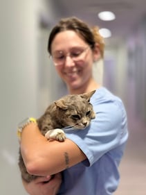 La colonia felina nel palazzo sforzesco di Milano 1