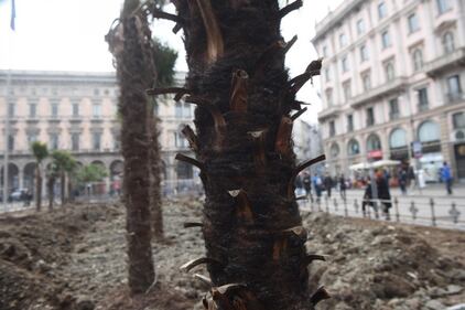 Piazza Duomo, incendiata una delle palme  2