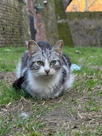 La colonia felina nel palazzo sforzesco di Milano 18