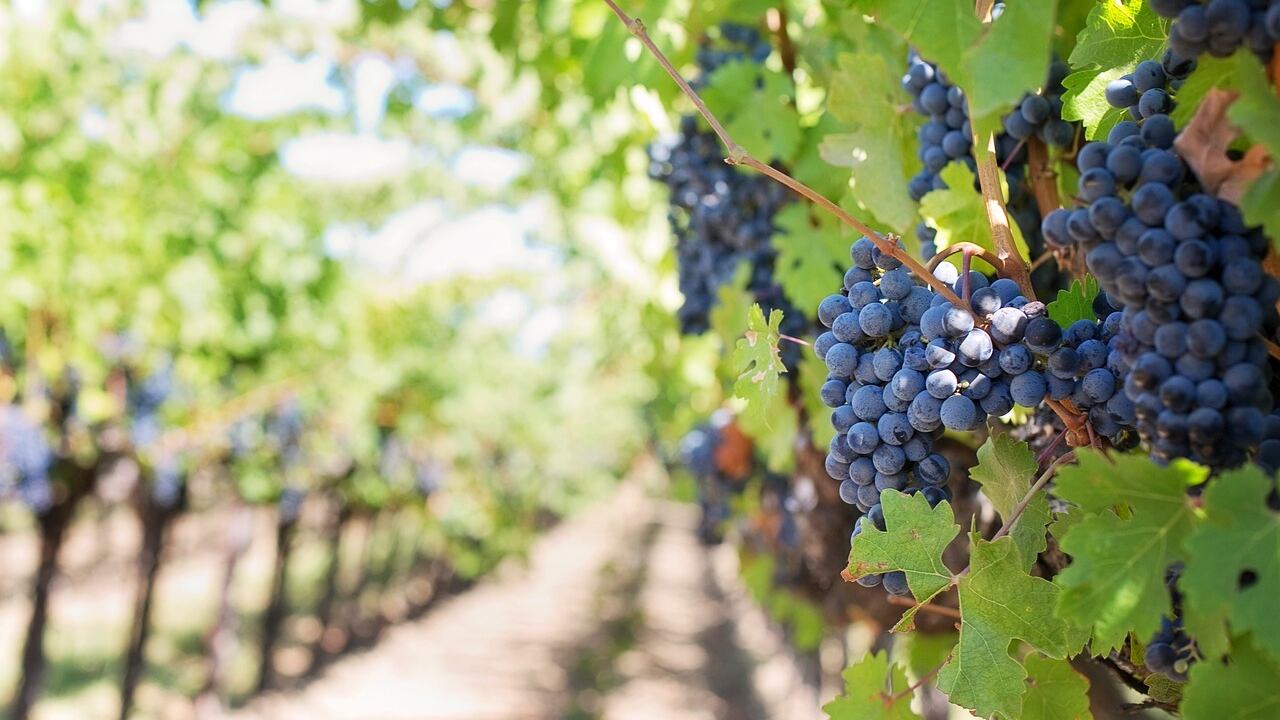 La politica agricola italiana guarda sempre più all’innovazione