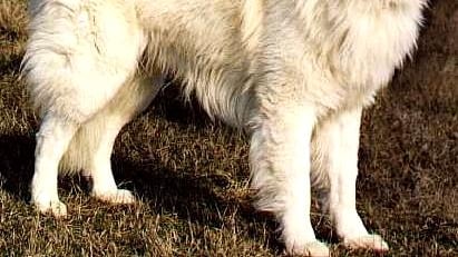 Il cane-eroe dei terremotati si è suicidato dalla scogliera
