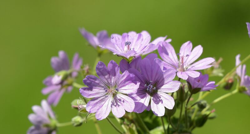 malva