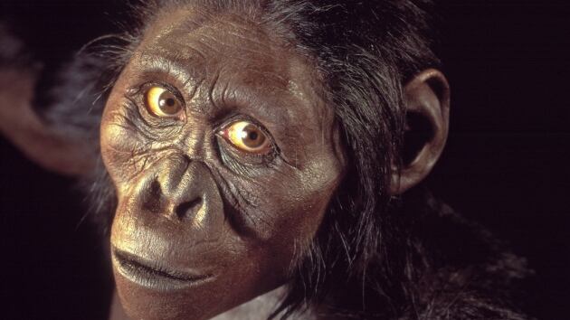 Gli antropologi: "L'australopiteco Lucy morì cadendo da un albero"