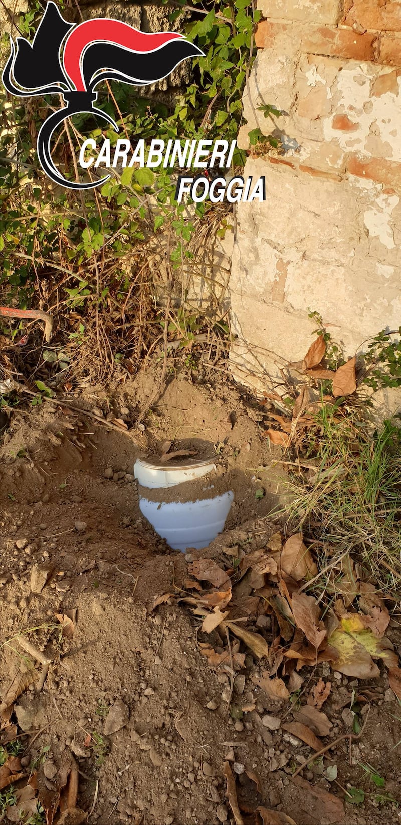 Foggia, trovati in campagna otto chili di kobret  2