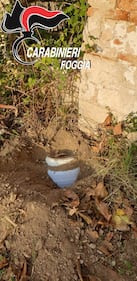 Foggia, trovati in campagna otto chili di kobret  2