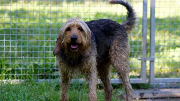 Poldo, lo spinone che per tutta la vita è tornato al canile