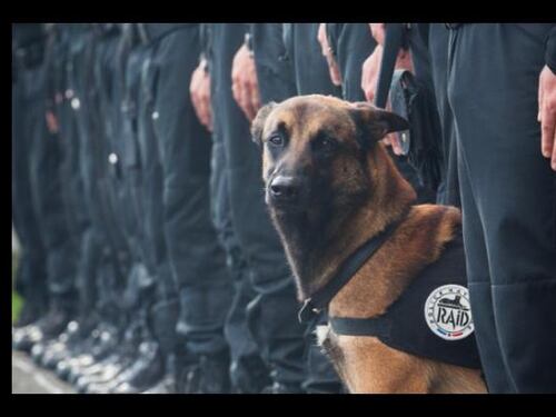 Il Pd boicotta il cane antidroga: "Non lo vogliamo: è fascista"