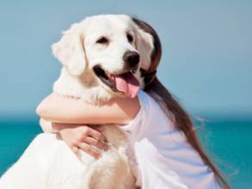 Sardegna, 200 euro di multa a chi porta il cane in spiaggia