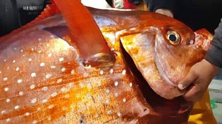 Catturato al largo di Imperia un rarissimo pesce re