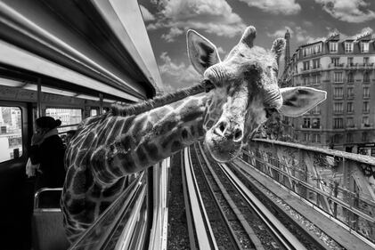 La metrò parigina diventa savana 1