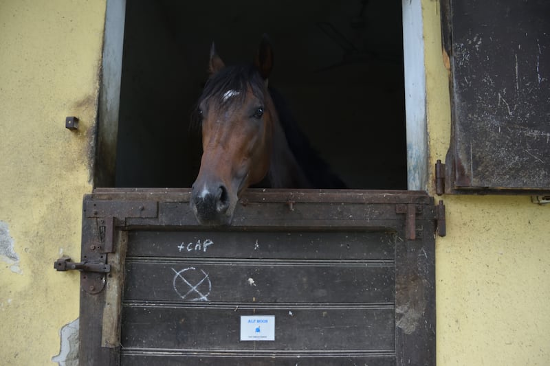 Alf Moon nel box, aspettando Napoli