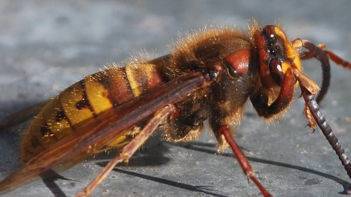 La punge un calabrone nel 2019: entra in coma e muore dopo 4 anni di calvario