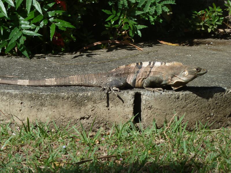Costa Rica: il paese più felice al mondo 5