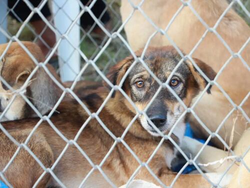 Adotta un cane e non pagherai la Tari: la strana iniziativa nel Barese