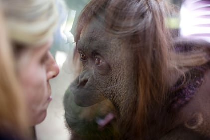 L'orango Sandra allo zoo di Buenos Aires 3