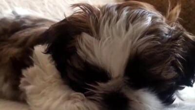 Il cane abbaia troppo e lo torturano fino alla morte