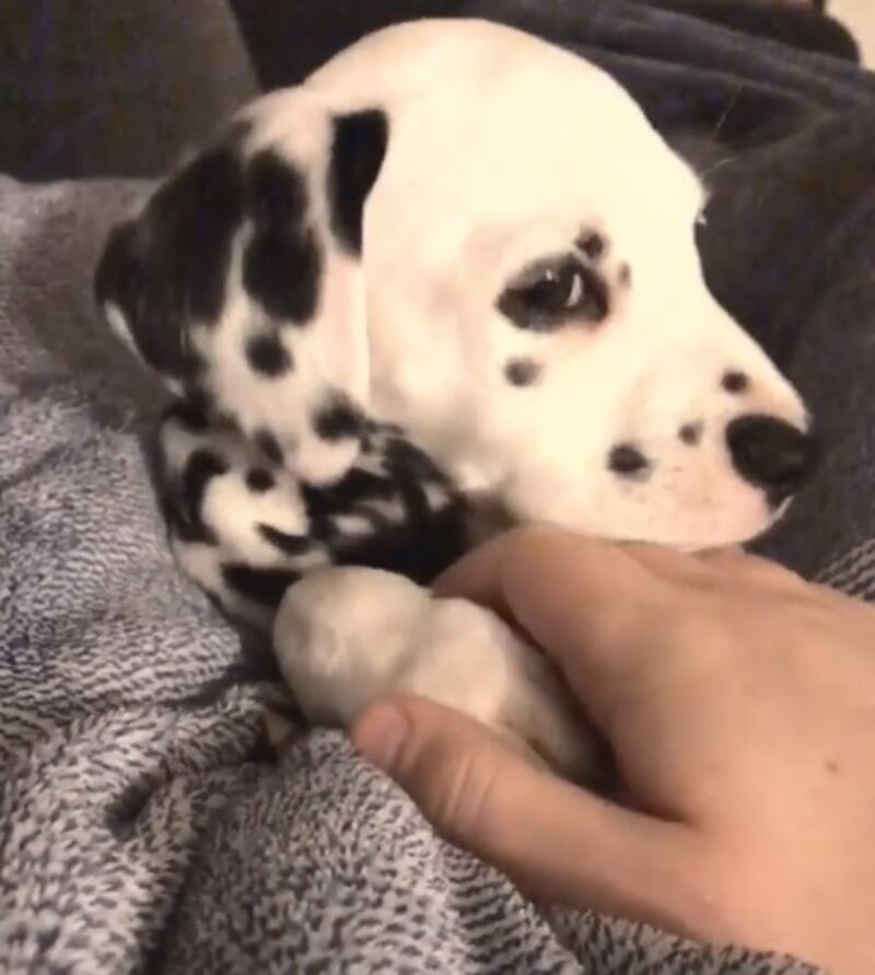 Il cucciolo di Dalmata che intenerisce il web 3