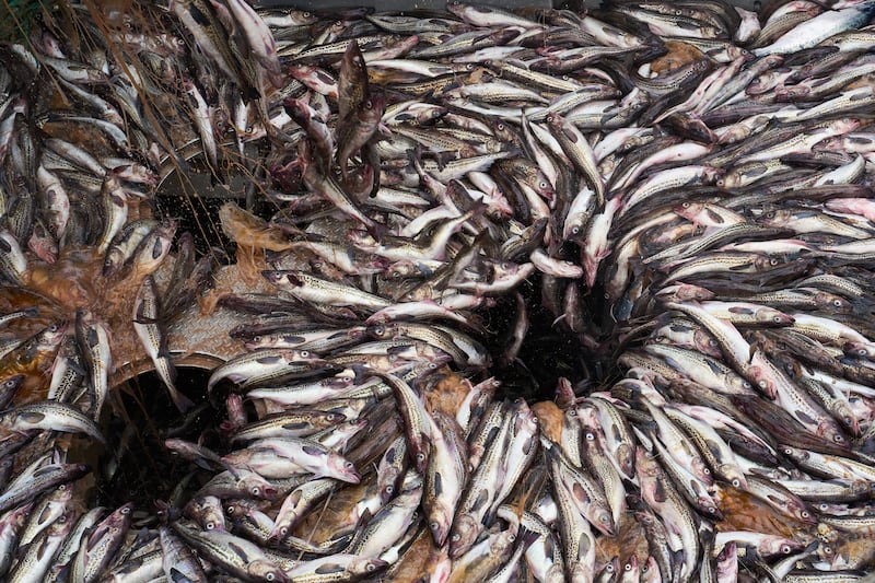 La pesca del pollock in Alaska