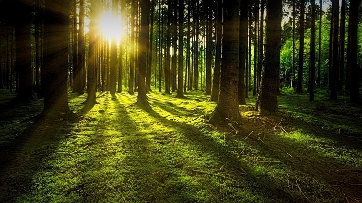 Federlegno: "Deforestazione, bene la proposta di rinvio della Commissione Ue"