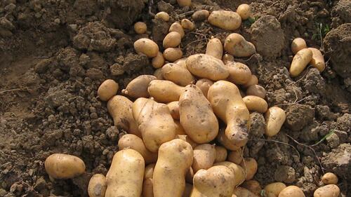 Ruba 400 kg di patate: rom libero perché è furto per necessità