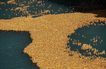 Chicago, un mare di anatre di gomma invadono il fiume 6