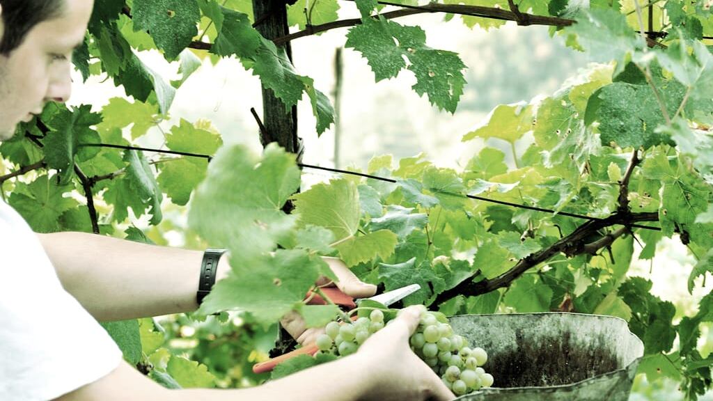 Andreola, tutte le anime di Valdobbiadene