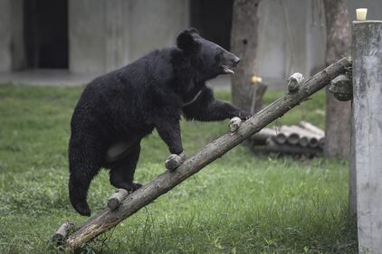 Gli orsi della Luna, salvati dall'Animal Asia Foundation 11