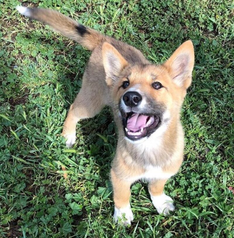 Wandi, il tenero cucciolo di dingo, incrocio tra un cane e una volpe 1