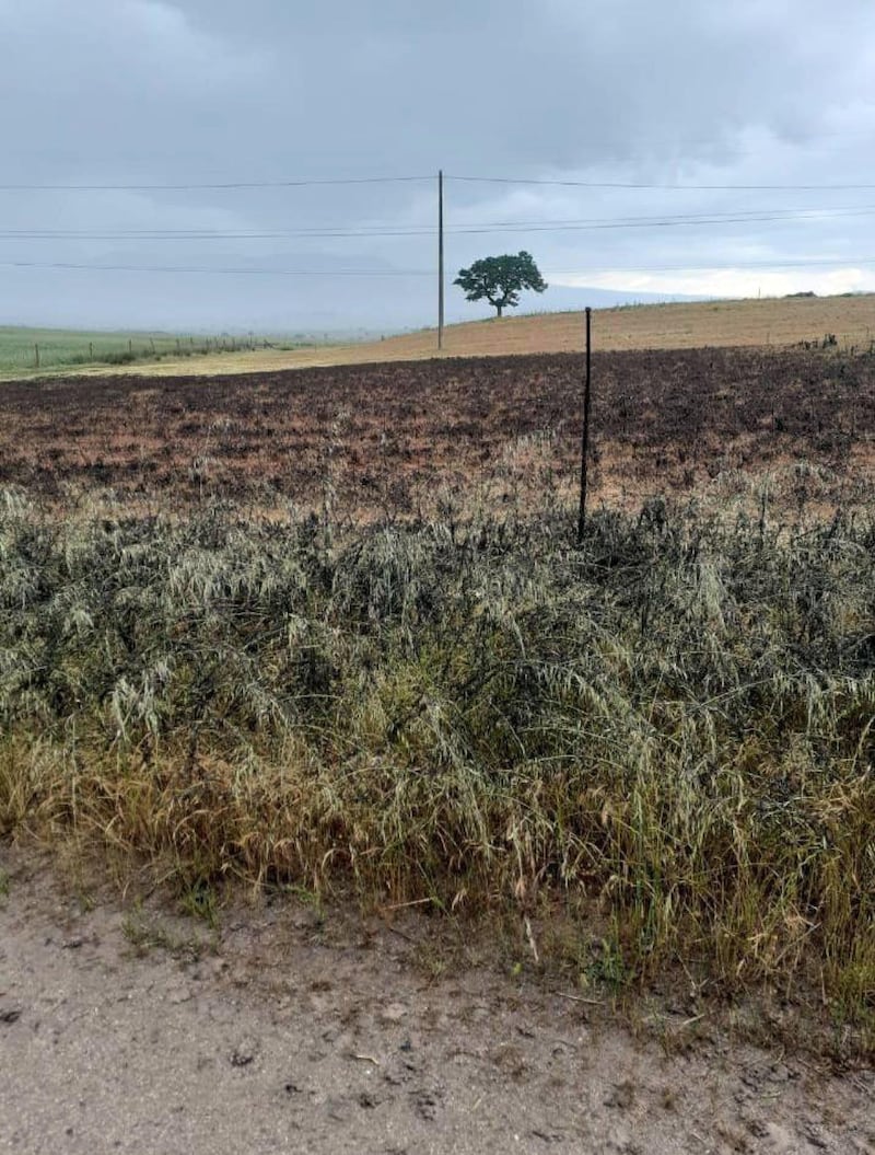Non solo siccità, invasione di cavallette in Sardegna