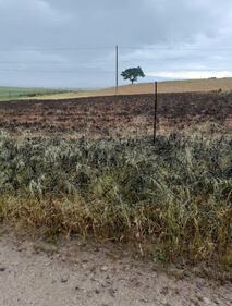 Cavallette in Sardegna: a rischio 50mila ettari di terreno 5