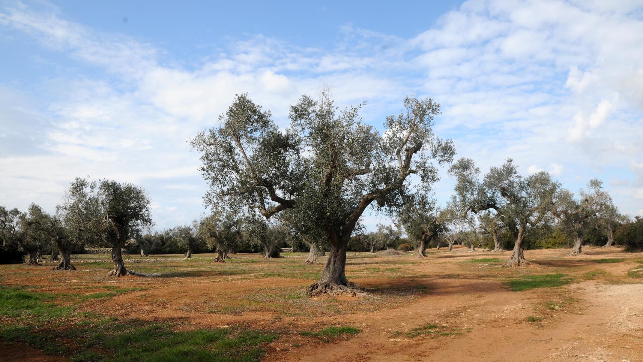 Xylella, L'Ue legittima l'embargo di Parigi Fi: "Boicottiamo il made in France"
