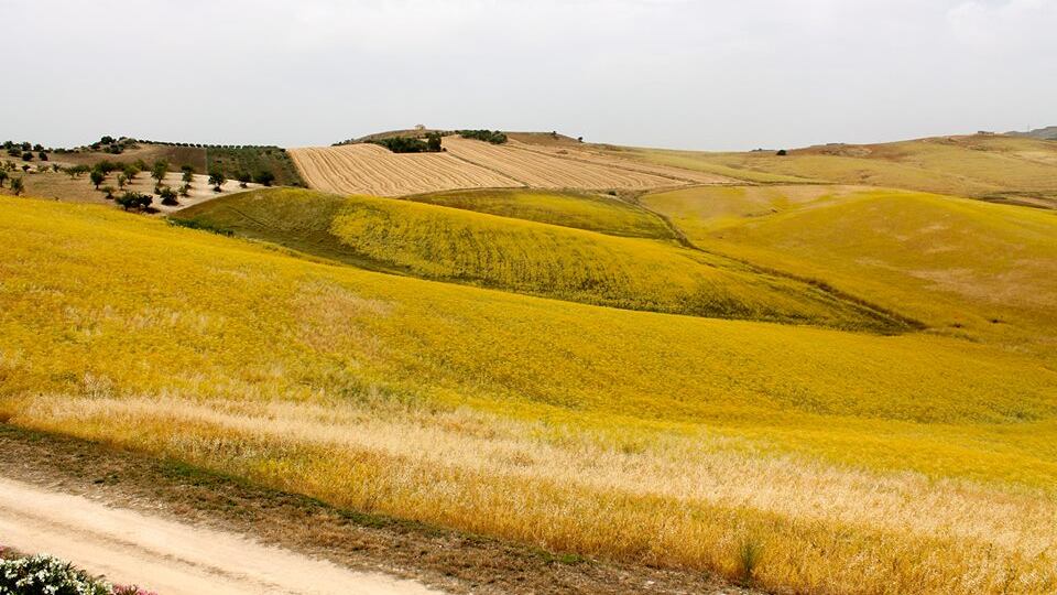 Sicilia, il ritorno del grano antico