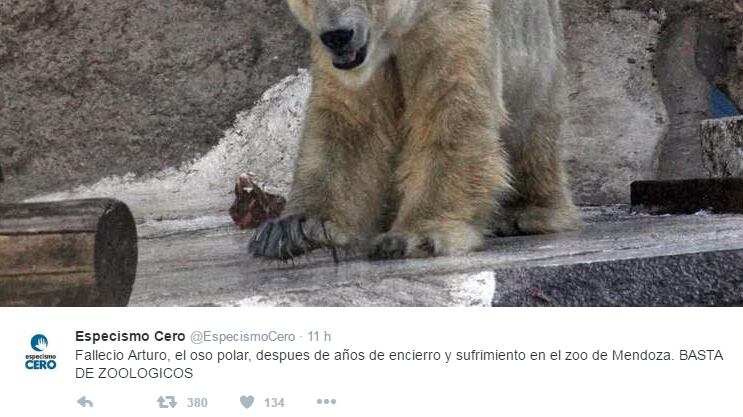 Morto Arturo, l'orso più triste del mondo