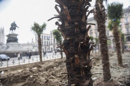 Piazza Duomo, incendiata una delle palme  11