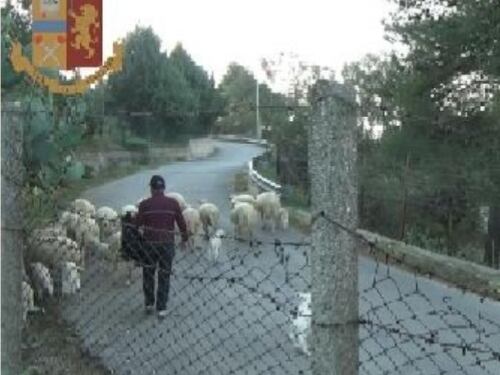 Timbravano il cartellino e portavano le pecore al pascolo